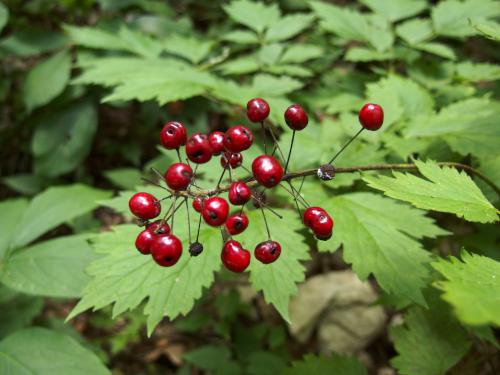 Red Baneberry (Actaea rubra) in August at Lime Kiln Quarry near Chelmsford in northeast MA