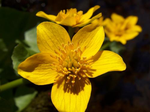 Marsh Marigold (Caltha palustris) in April beside a brook at Linkel Woods in Pepperell, MA