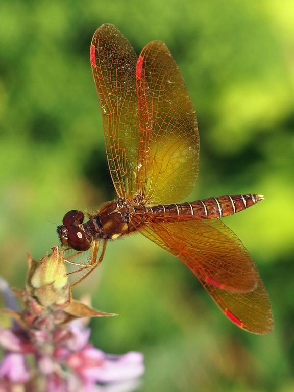 Eastern Amberwings (Perithemis tenera) dragonfly at Great Meadows NWR in Massachusetts