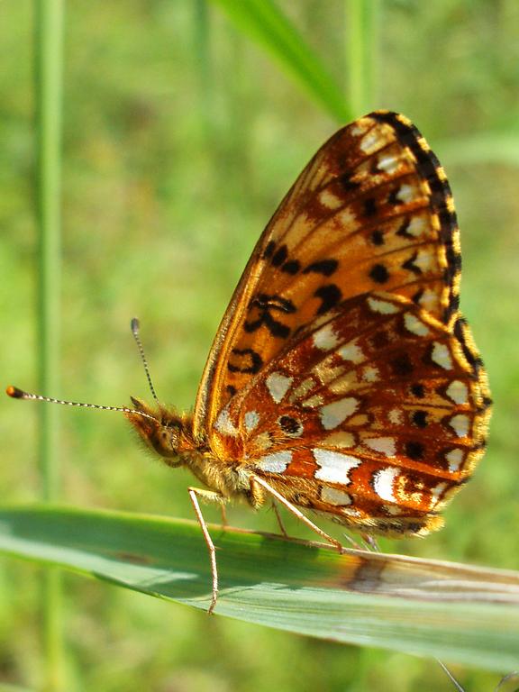 Silver-bordered Fritillary (Boloria selene) butterfly on North Blue Mountain in New Hampshire