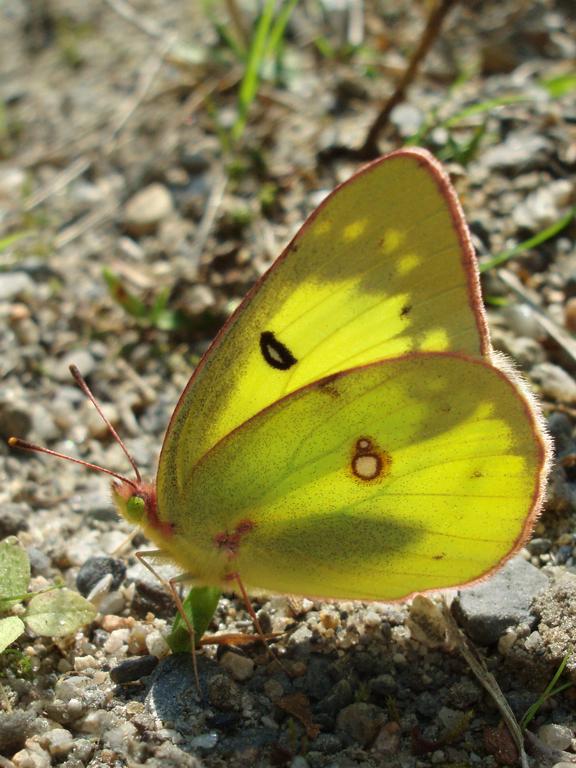 Pink-edged Sulphur (Colias interior) butterfly on North Blue Mountain in New Hampshire