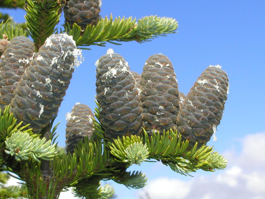 Balsam Fir (Abies balsamea) cones on Mount Willey in New Hampshire