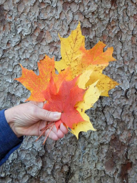 a handful of crayon-color leaves within Edgewood Cemetery at Nashua in New Hampshire