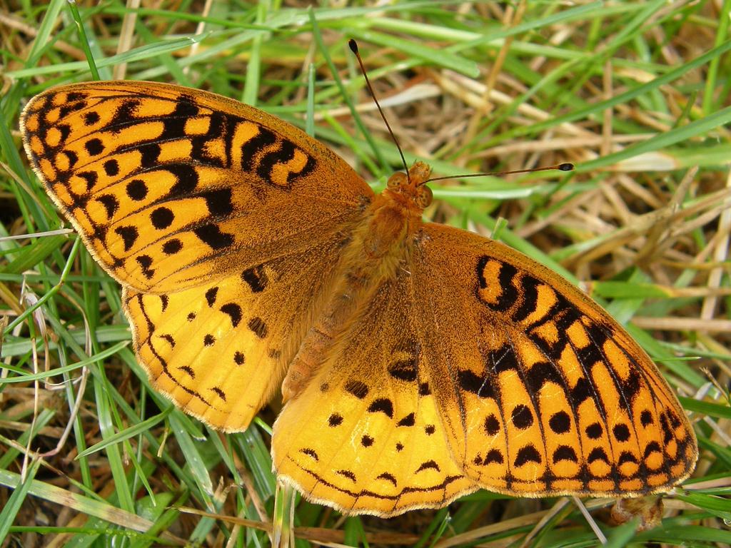 Great Spangled Fritillary (Speyeria cybele) butterfly on a grassy lawn at Nashua in New Hampshire