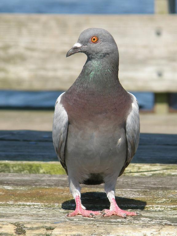 Rock Dove (Columba livia) at Portsmouth Waterfront in New Hampshire