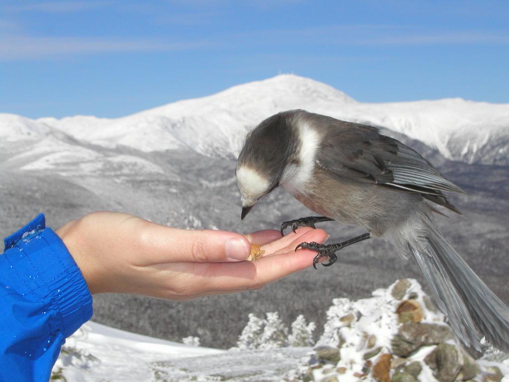 Gray Jay (Perisoreus canadensis) on Mount Jackson in New Hampshire with Mount Washington in the background