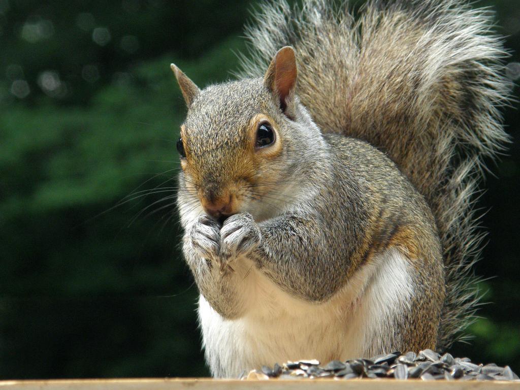 Gray Squirrel (Sciurus carolinensis) on a seed platform at Nashua in New Hampshire