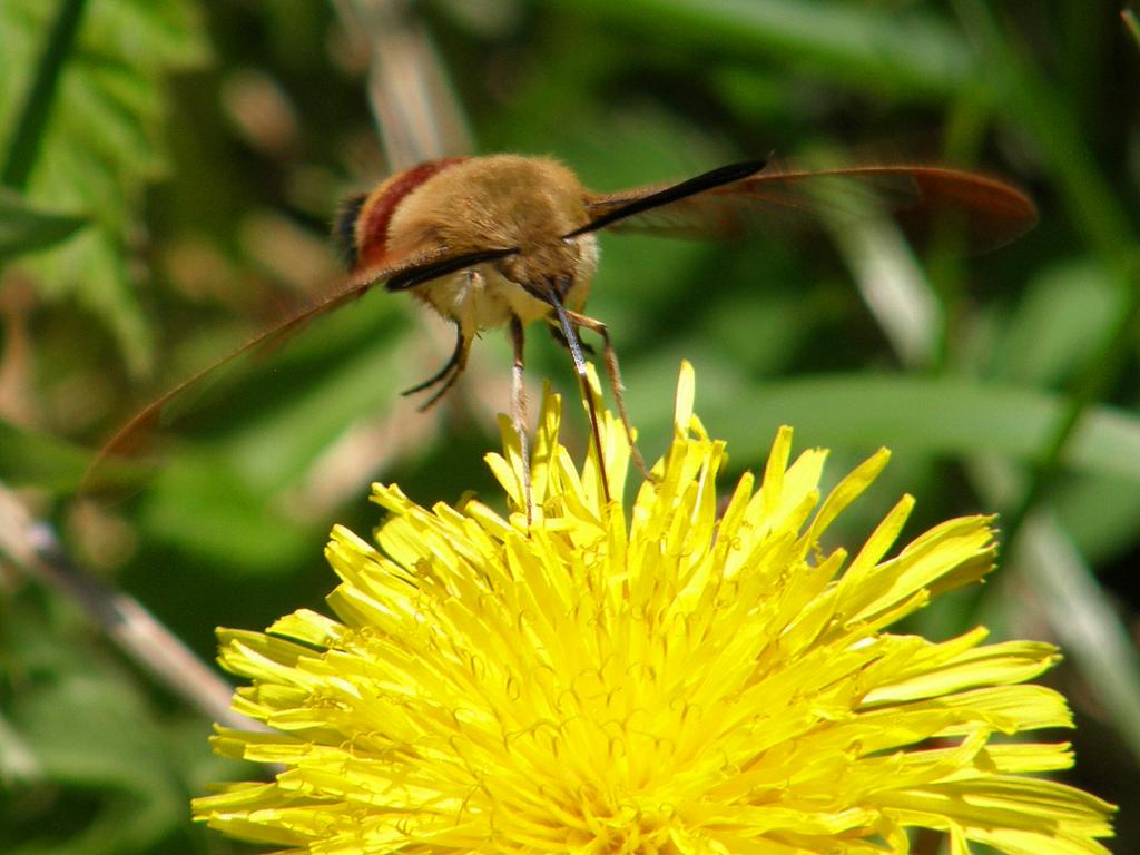 Hummingbird Moth (Hemaris thysbe) on Kearsarge North Mountain in New Hampshire