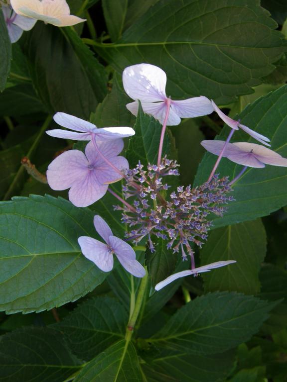 Lacecap Hydrangea (Hydrangea macrophylla) at Portsmouth Waterfront in New Hampshire