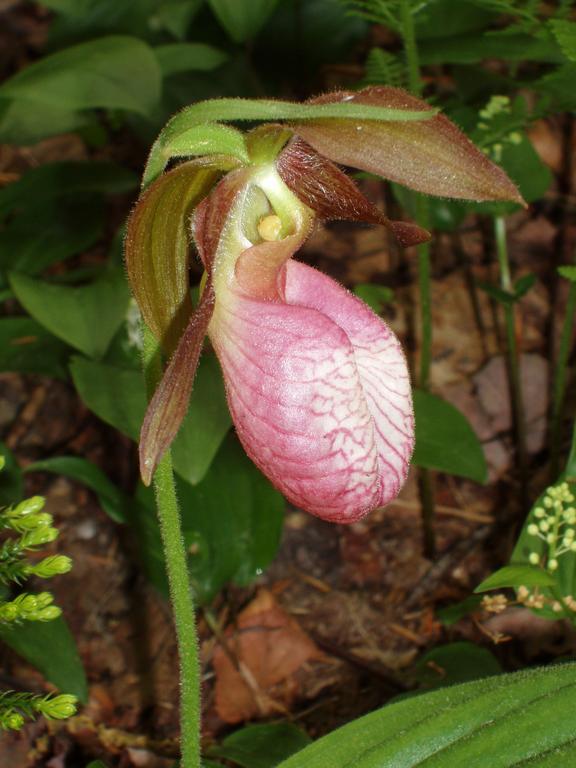 Pink Lady's Slipper (Cypripedium acaule) on South Pack Monadnock mountain in New Hampshire