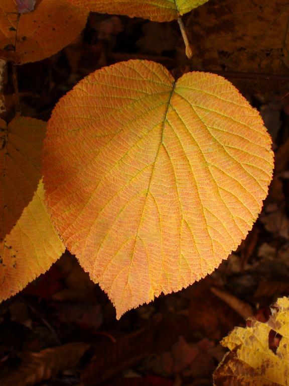Hobblebush leaf in fall color on Webster Slide Mountain in New Hampshire