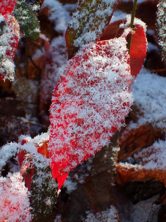red leaf and snow crystals on Whitewall Mountain in New Hampshire