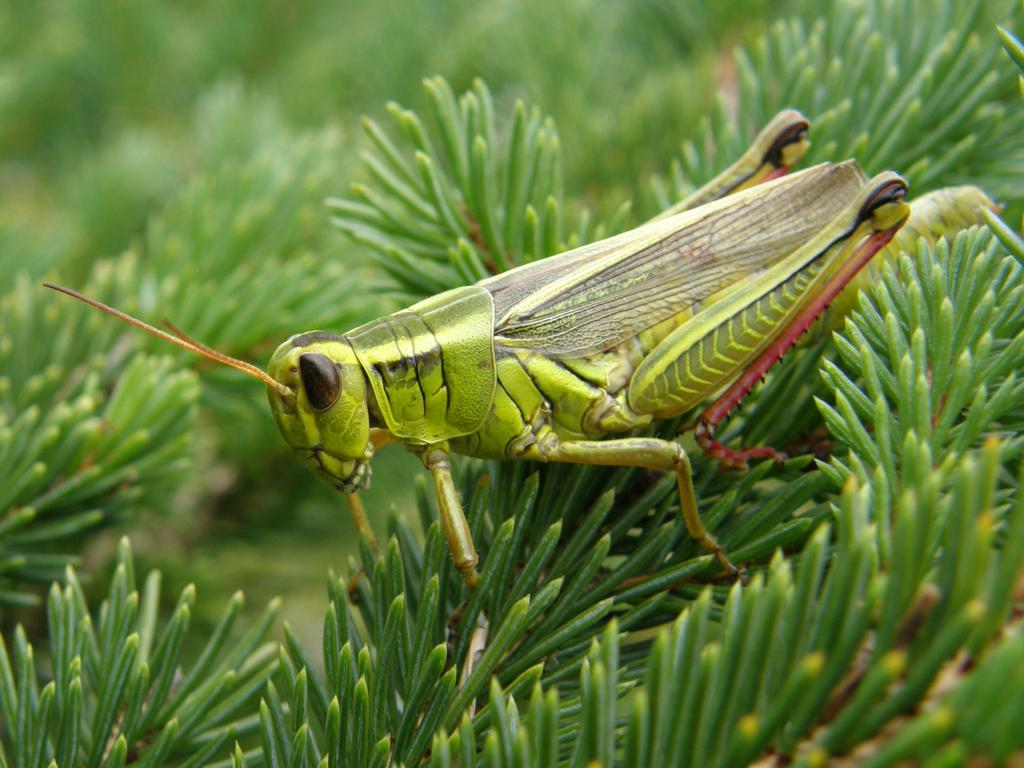 Reg-legged Locust (Melanoplus femur-rubrum) on Islesboro Island in Maine