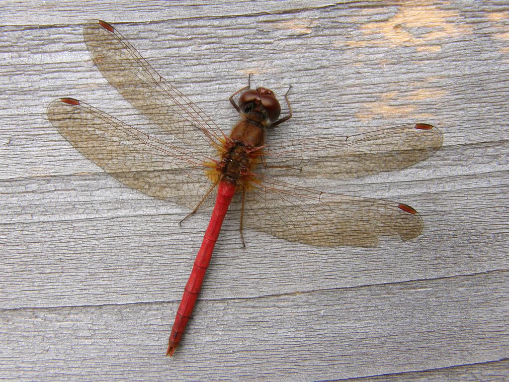 Autumn Meadowhawk (Sympetrum vicinum) dragonfly at Westford in Massachusetts