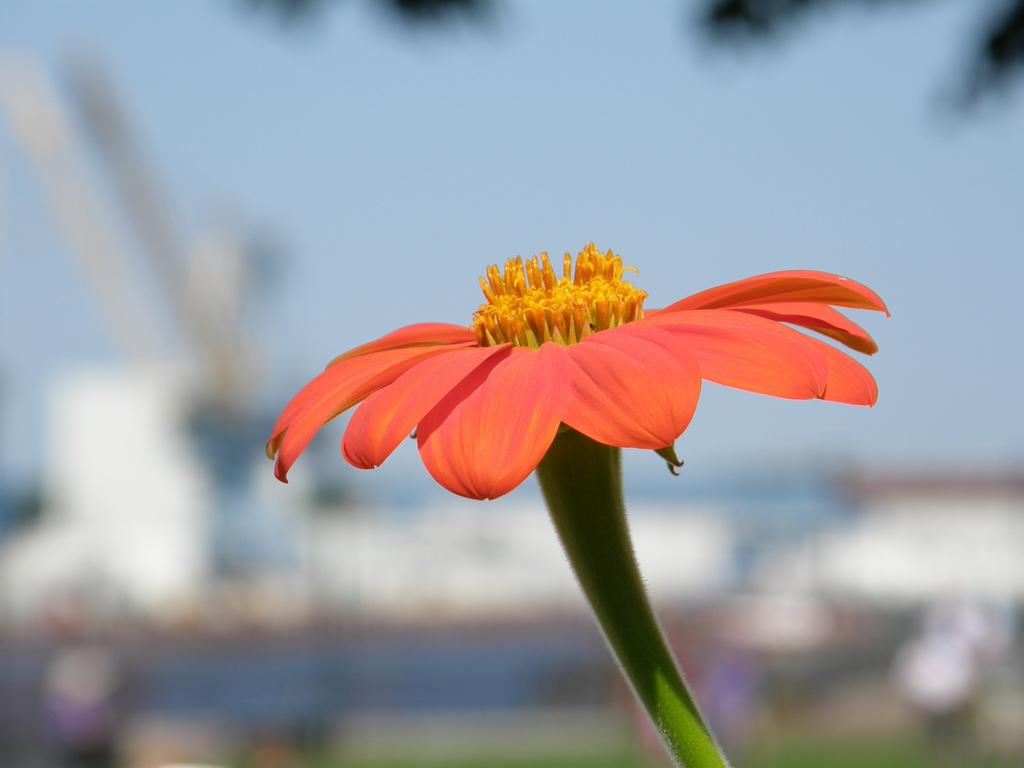 Mexican Sunflower (Tithonia rotundifolia) at Portsmouth Waterfront in New Hampshire