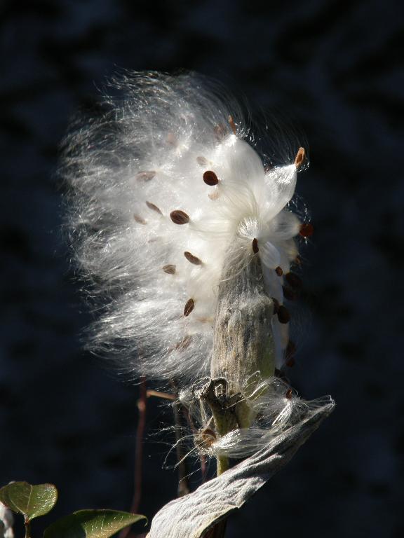 Common Milkweed (Asclepias syriaca) seedpod within Mine Falls Park at Nashua in New Hampshire