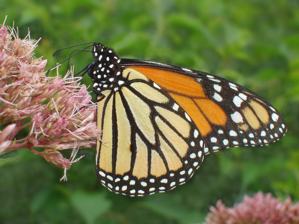 Monarch (Danaus plexippus) butterfly on Joe Pye Weed within Mine Falls Park at Nashua in New Hampshire