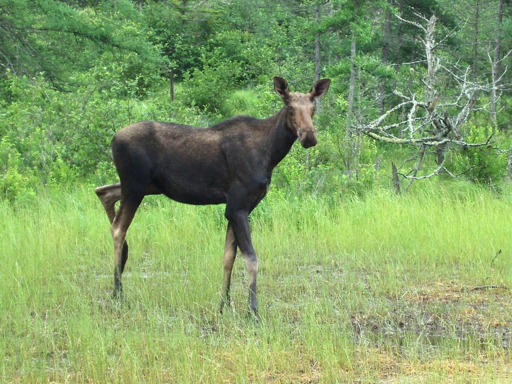 moose alongside the highway near Jeffers Mountain in New Hampshire