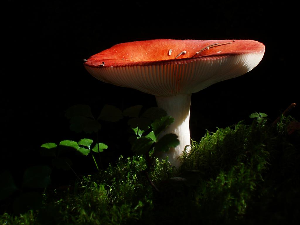 Russula mushroom on Mount Osceola in New Hampshire