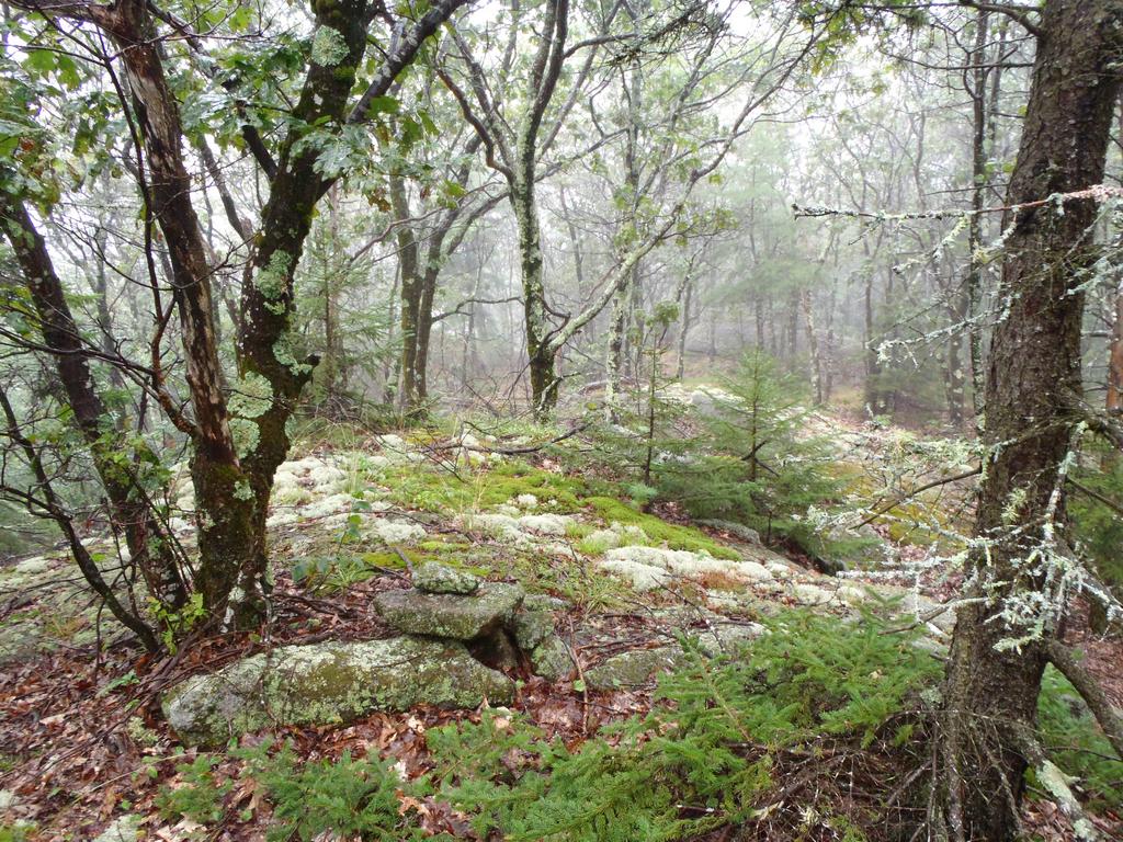 small cairn and wet woods at the summit of Pickett Hill North Peak at Bradford in New Hampshire