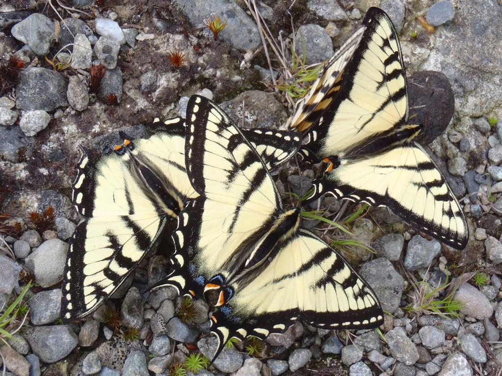Canadian Tiger Swallowtails (Papilio canadensis) on Caribou Mountain in Maine