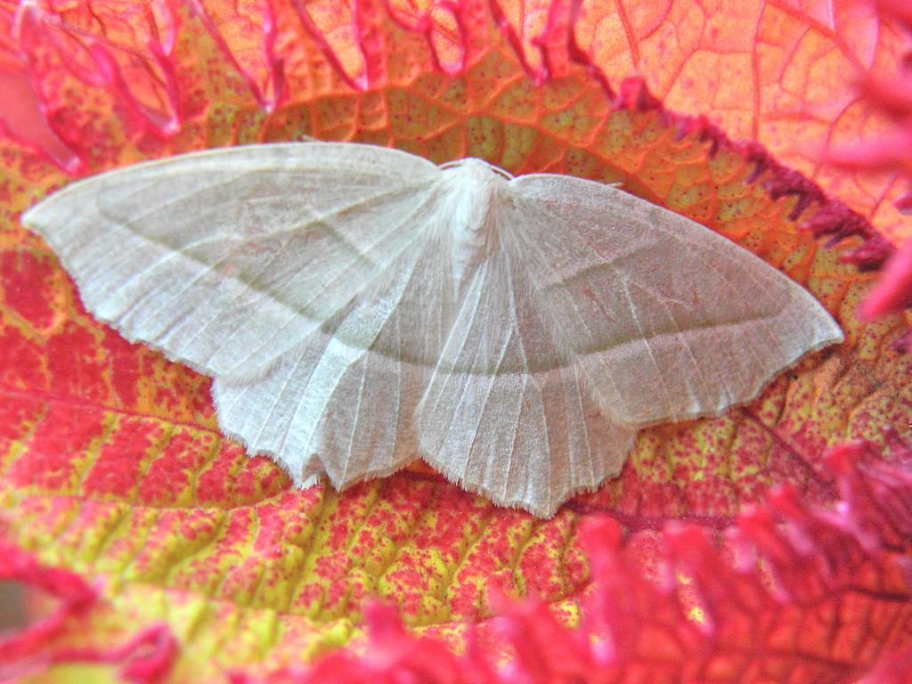 a Pale Beauty (Campaea perlata) moth snuggles in a curled Common Coleus leaf at Camden in Maine