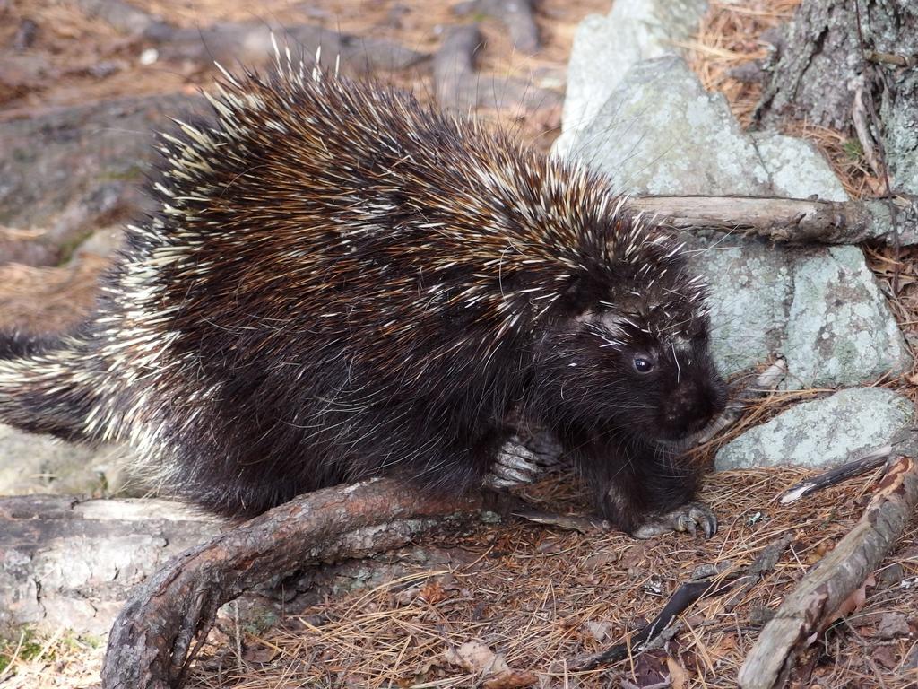 Opinions on common porcupine