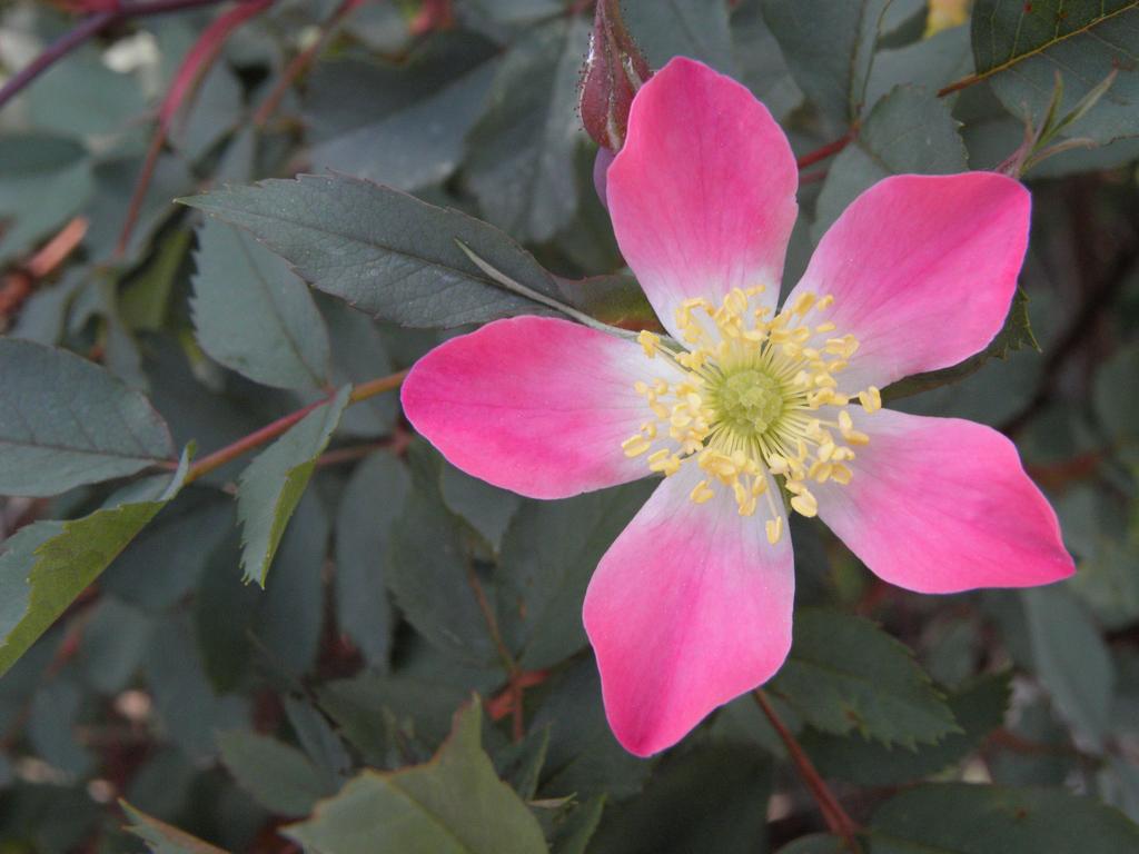 Redleaf Rose (Rosa glauca) at Lebanon in New Hampshire