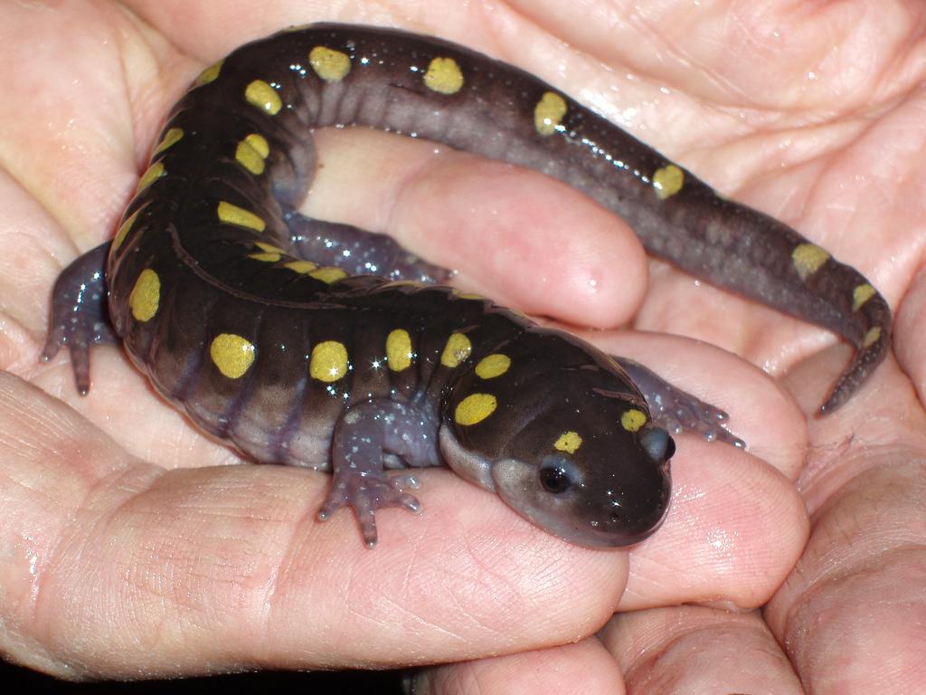Spotted Salamander (Ambystoma maculatum) at Pepperell in Massachusetts