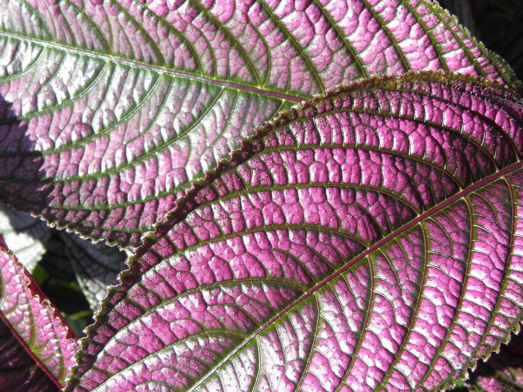 Persian Shield (Strobilanthes dyerianus) at Portsmouth Waterfront in New Hampshire