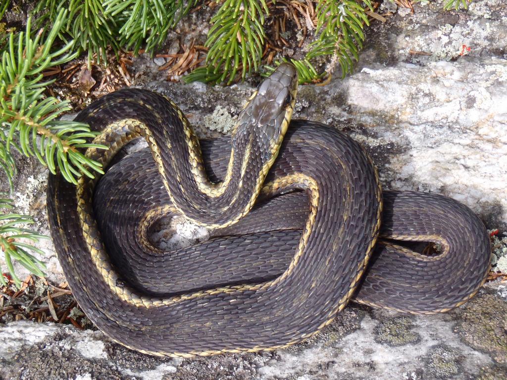 Garter Snake (Thamnophis sirtalis) on Jeffers Mountain in New Hampshire
