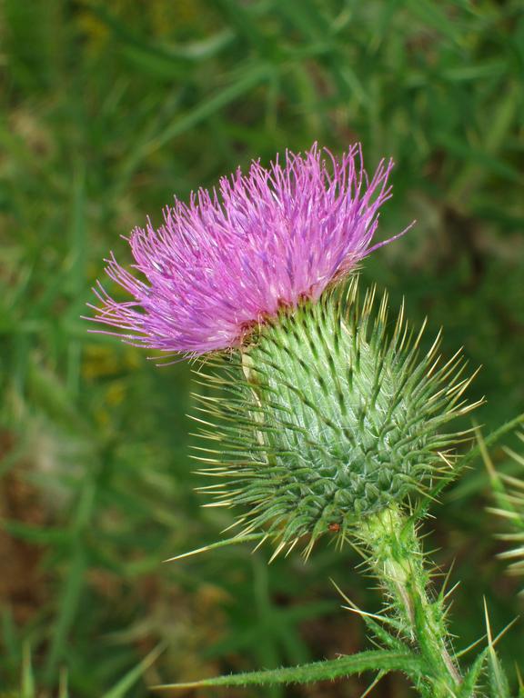 Bull Thistle (Cirsium vulgare) on Prospect Mountain in New Hampshire