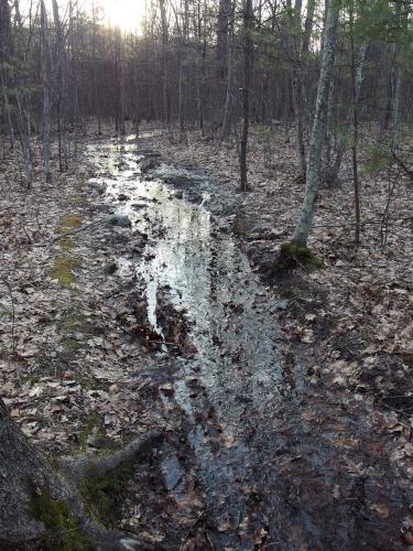 trail in April at Litchfield State Forest in southern New Hampshire