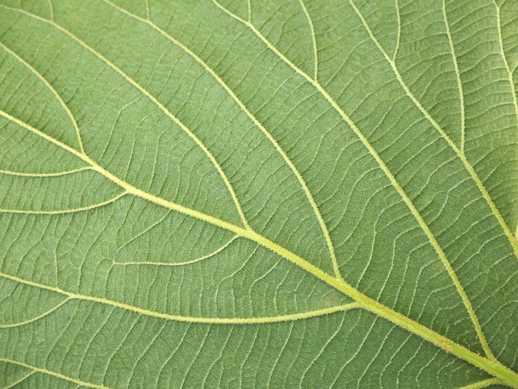 Hobblebush leaf
