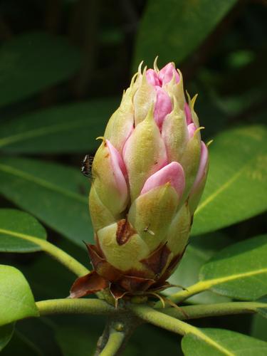 wild Rhododendron bud