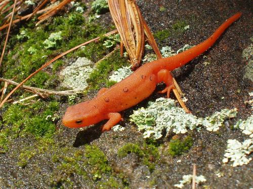 Red Eft, immature Eastern Salamander (Notophthalmus viridescens), in May on Little Monadnock Mountain in southern New Hampshire