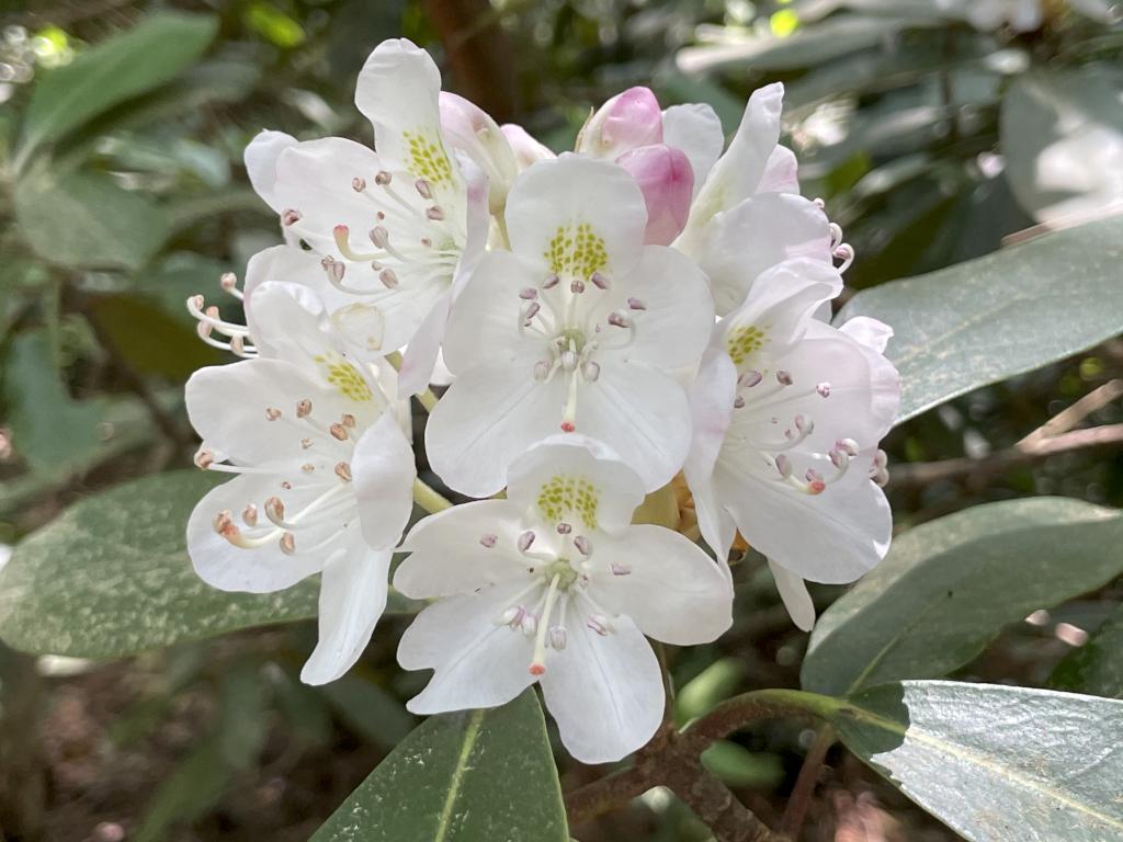 fully open blossom in July at Rhododendron State Park in southern New Hampshire