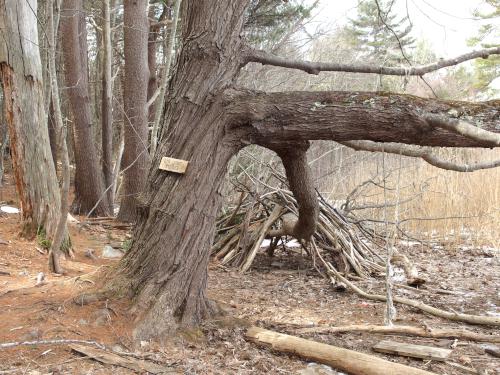 tree in March at Little Harbor Loop Trail in southeast New Hampshire