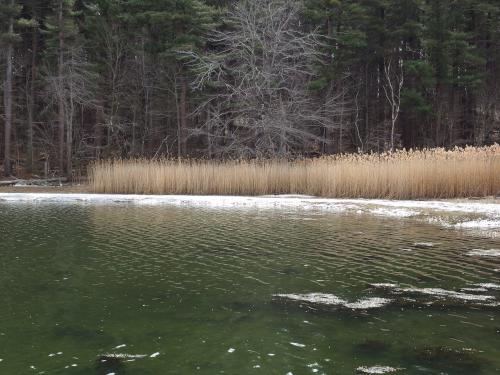 marsh in March at Little Harbor Loop Trail in southeast New Hampshire