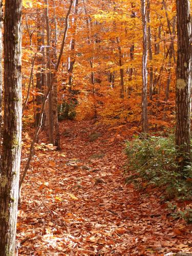 gorgeous woods on Little Watatic Mountain in northeastern Massachusetts