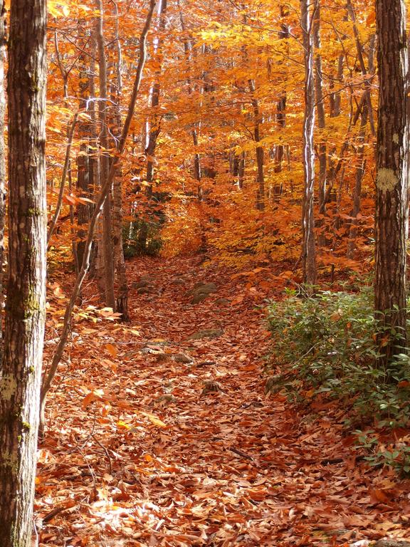 gorgeous November woods on Little Watatic Mountain in northeastern Massachusetts