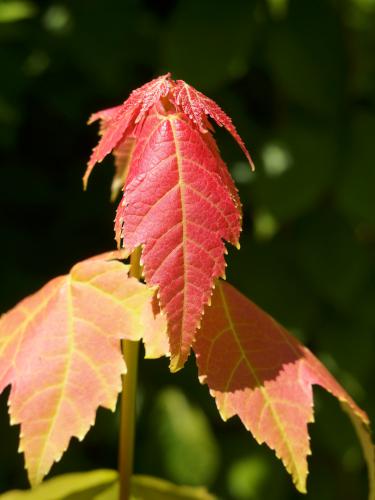 red maple leaf at Location Hill in northern New Hampshire