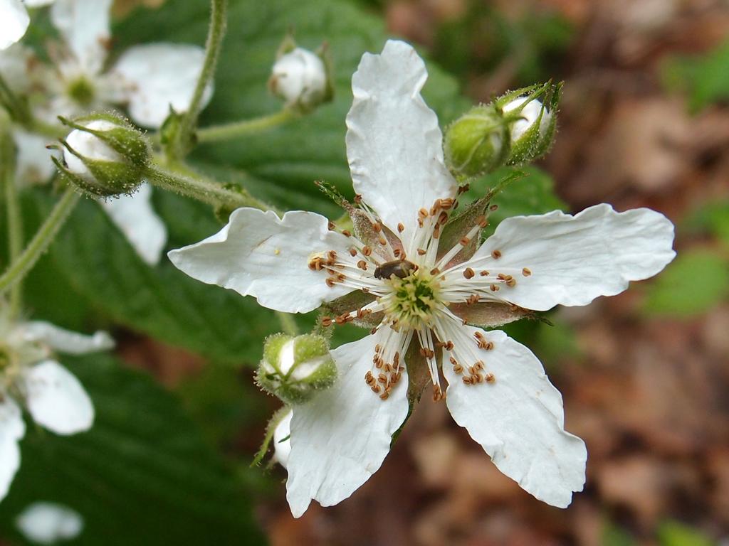 Highbush Blackberry (Rubus allegheniensis) flowers on Lockes Hill in New Hampshire
