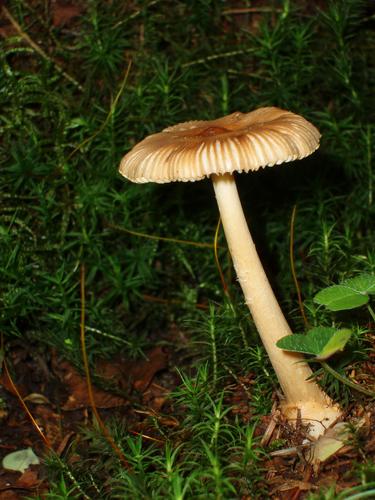 Tawny Grisette mushroom
