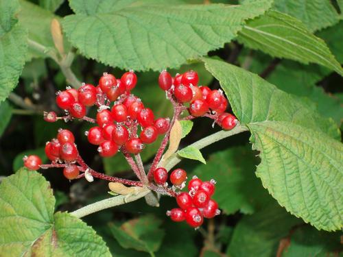 Hobblebush berries