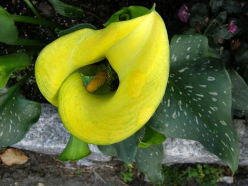 Golden Calla Lily (Zantedeschia elliottiana)