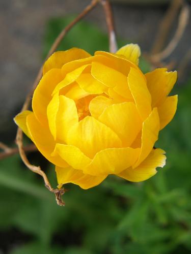 Globe Flower (Trollius x cultorum 'Orange Princess')