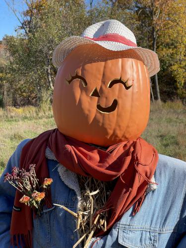 pumpkin scarescrow in November at Long Hill in northeast Massachusetts