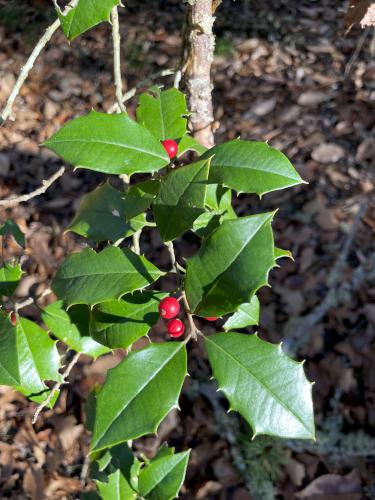 American Holly (Ilex opaca) in December at Lowell Holly Reservation on Cape Cod in eastern Massachusetts