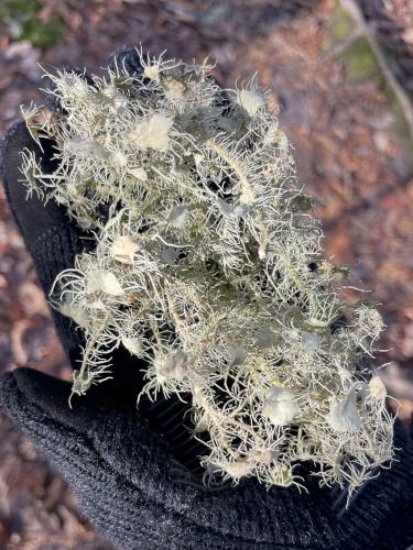 Beard Lichen (Usnea spp.) in December at Lowell Holly Reservation on Cape Cod in eastern Massachusetts